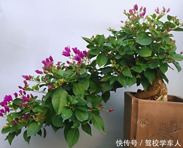 气温突降,养茉莉花、三角梅、仙人球,要狠心“剃光头”!