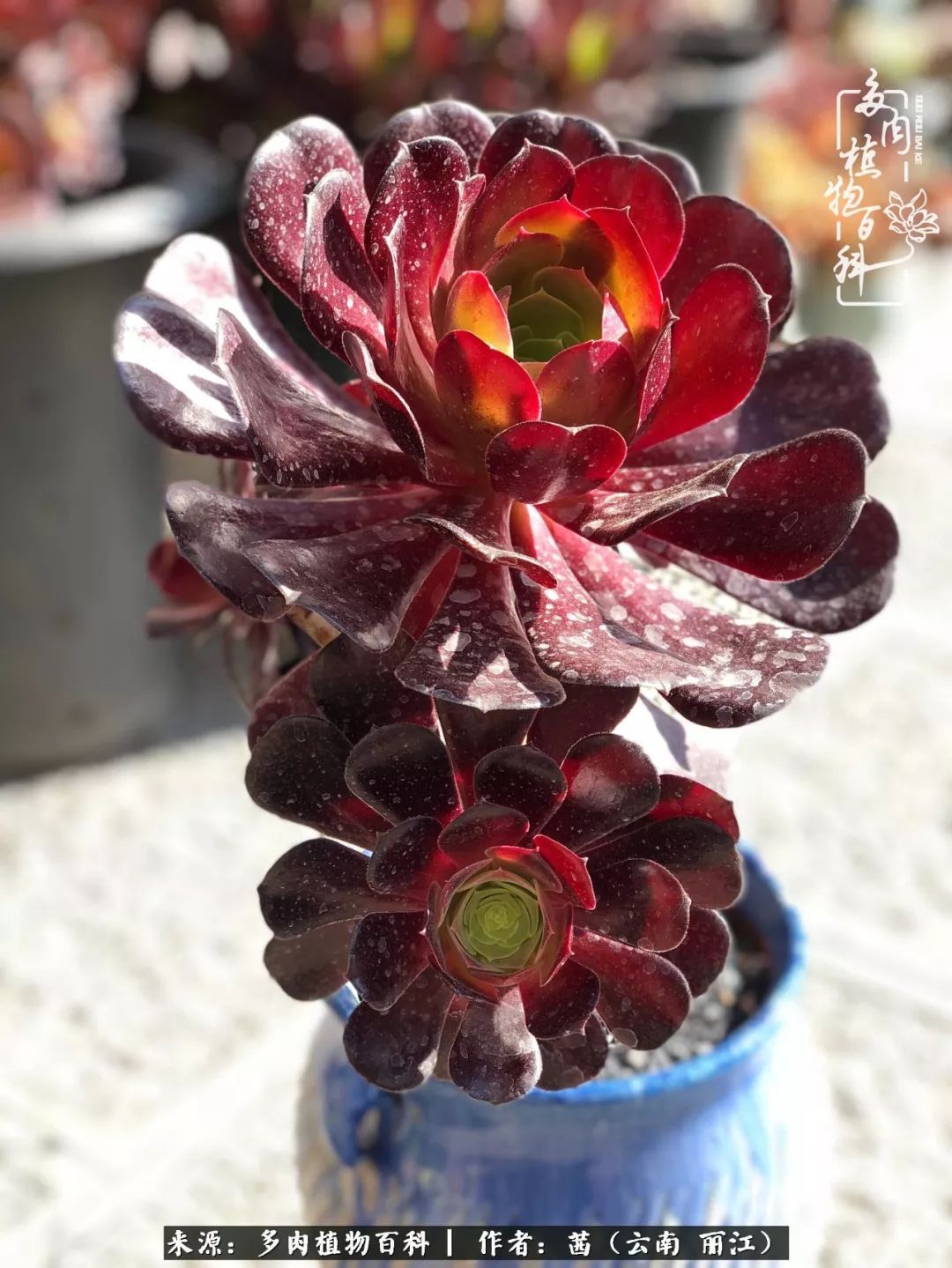 一年四季不同景，一院多肉陪我后半生！