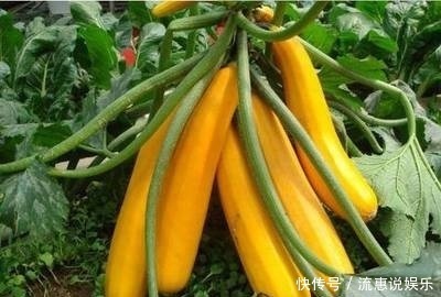 别人花盆种花,婆婆在花盆“种瓜”,长相似“香蕉”,口感好
