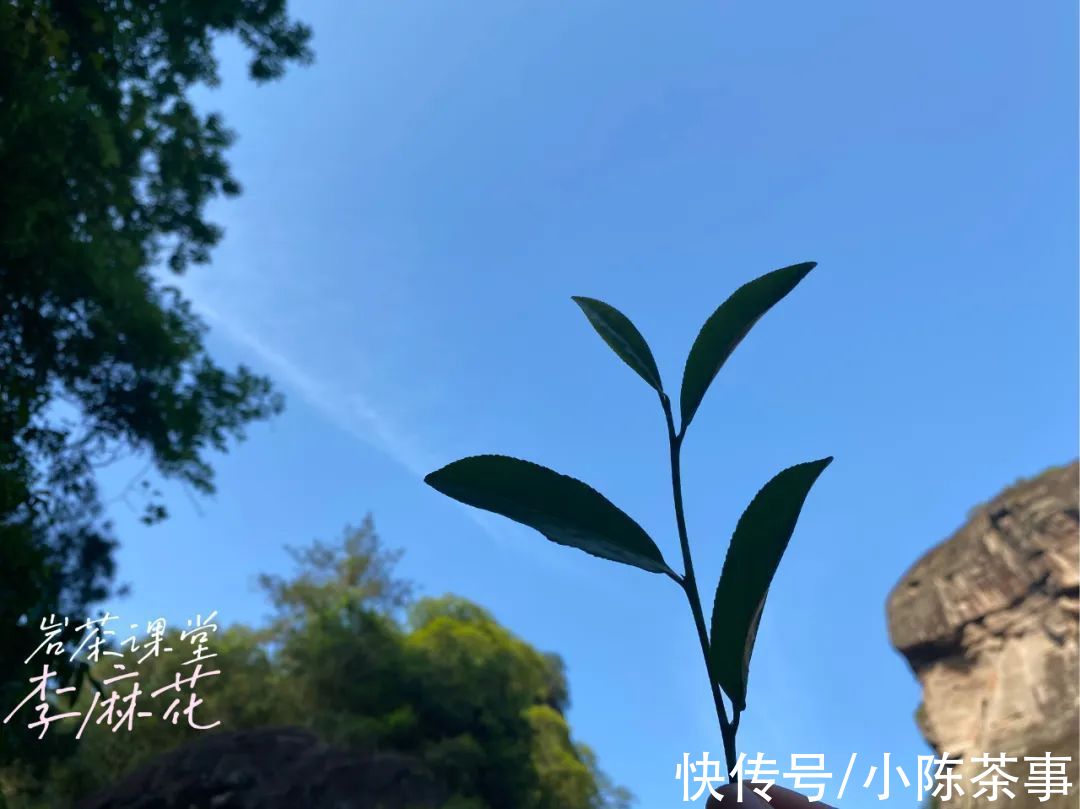 白茶品鉴手记|岩茶越老越值钱？2006年大红袍价值多少，不妨先考虑这3个因素