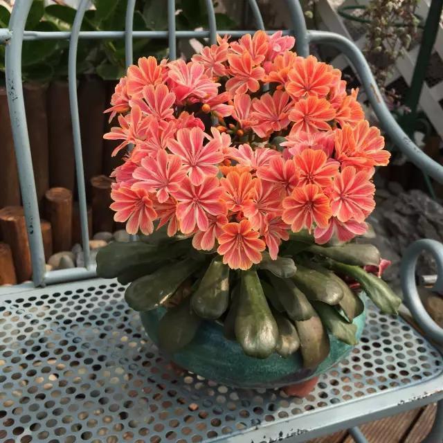 这花像长寿花一样好养，全年不间断的开花，太美了