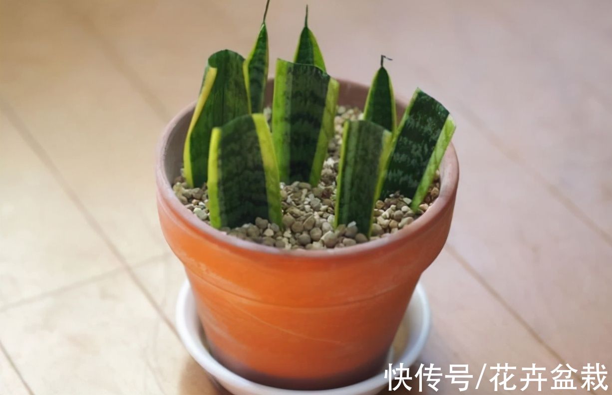 4种花不用买，摘片叶子就能扦插繁殖，适合新手