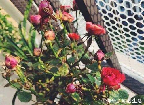 啤酒水|夏天浇花要注意,3种水扔了也别浇花,不然黄叶烂根,难过夏