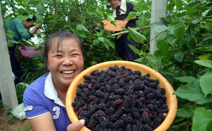 花青素“最多”的4大食物，尤其是第三种，被称为花青素之王！