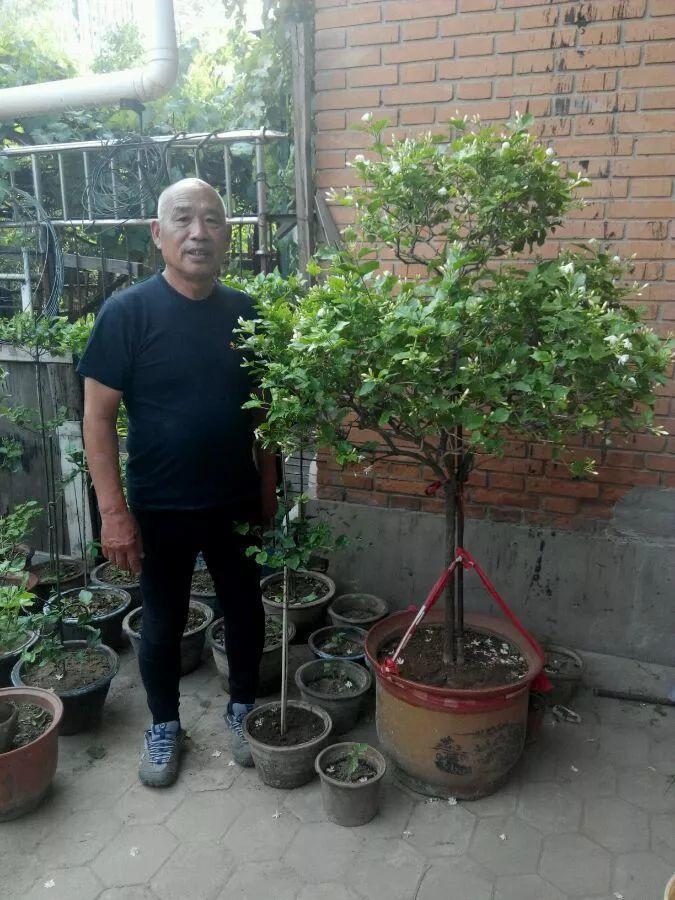 茉莉狠心剪几刀,呼呼窜成3层塔,开花满树香味足