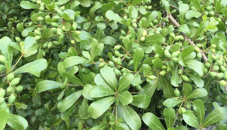 文学作品$【音频】丰收朗读者‖此中有诗意