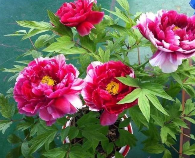 4种花好养又漂亮,随便一养成花海,鲜艳无比,开成百花园