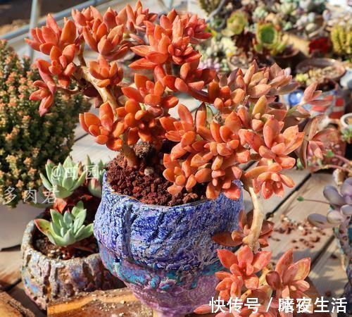 家里养多肉,给它喂勺神仙水,越长越旺盛,侧芽长不停!