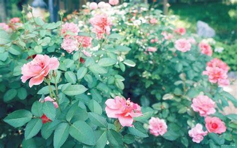 4种花,清秀的小花朵粉饰在绿叶丛中,淡雅秀美