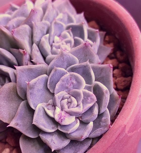 养死|养多肉,经验很重要,5点必看知识点,帮你快速进阶成大神