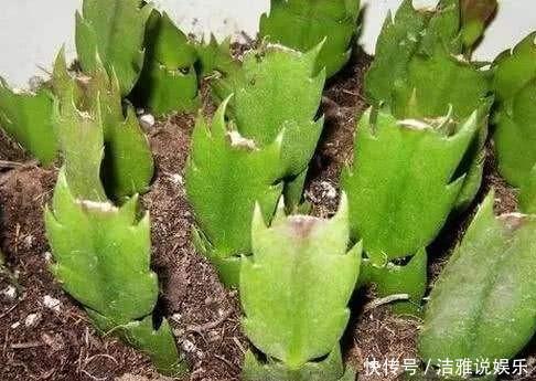 扦插蟹爪兰,掐准“时间点”,根系嗖嗖窜,养出“杠杠厚”好叶片