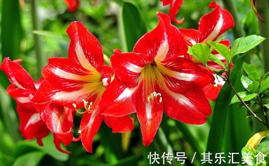 新手如何网购花卉