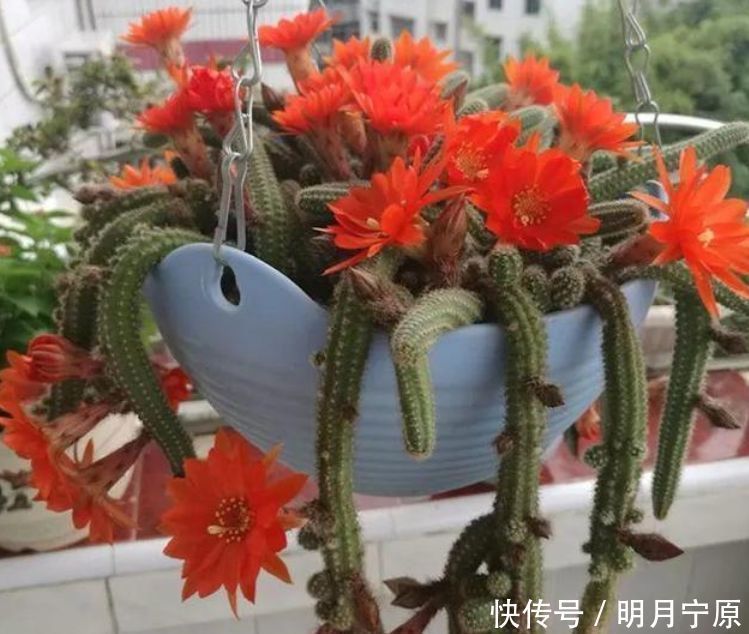 一种心情|人养花，花也养人，4种花净化空气，养在阳台，轻松开成花海