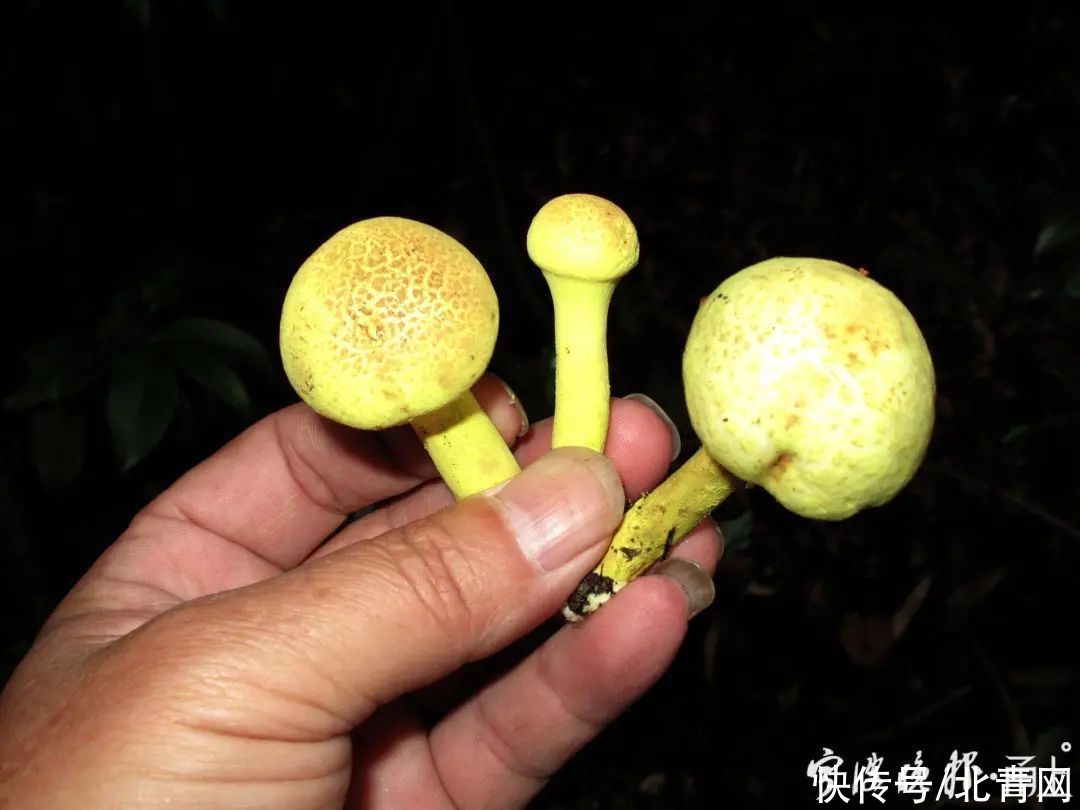 中毒|多人食用后中毒，这东西近期常见！医生：没有特效药，死亡率很高…