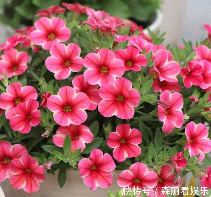 此款花卉便宜又好养,丢到阳台,四季有花开,懒人最爱