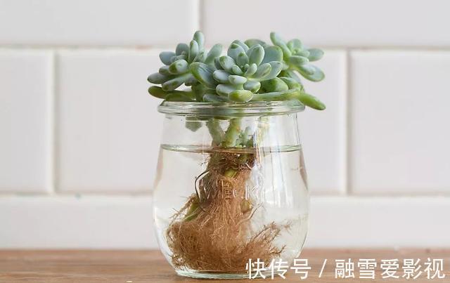 扦插多肉:怎么让枝叶早点生根发芽?这里就有4个方法