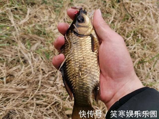 鲫鱼|小鲫鱼连杆钓,大鲫鱼不见影?找到原因对症下药才能钓过瘾