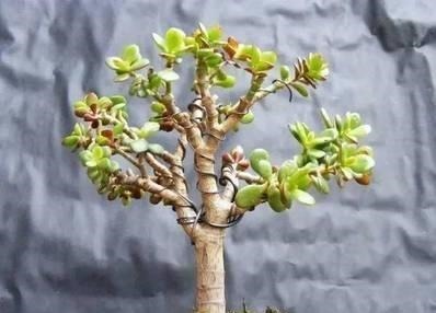 马齿笕树养5年,变成老桩盆景很值钱,做5步就实现