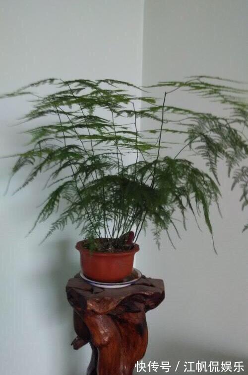 枝条|养文竹,有3个“小方法”,分枝多,叶茂盛,郁郁葱葱长爆盆