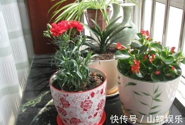 断肠花|家里有小孩不要养这种花,全身都有毒,别怪我没提醒你