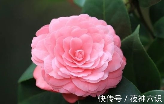 爆盆|4种漂亮花,好养易活能爆盆,养在阳台变花海,天天有花赏