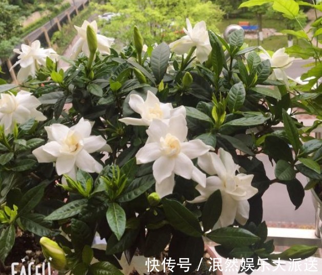 栀子花|北方家里当宝的花,南方大马路上全都是,我酸了!