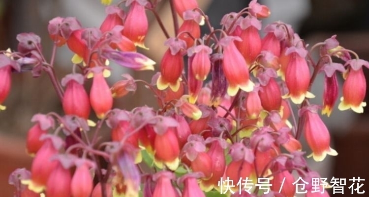 营养土|最有仙气的5种花,迷人的花朵,开满整个花盆,快养起来吧!