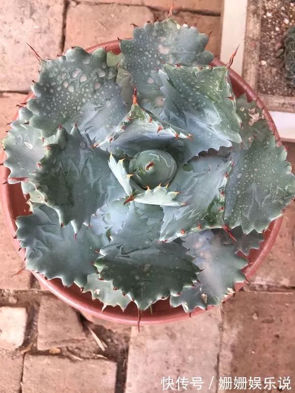 3种“丑花”，长得不怎么样，却能旺运镇宅，关键还好养