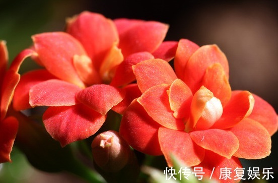 四季兰|家里阳台就养这些花朵,超好养,开花就爆盆,花大色艳,开花超美