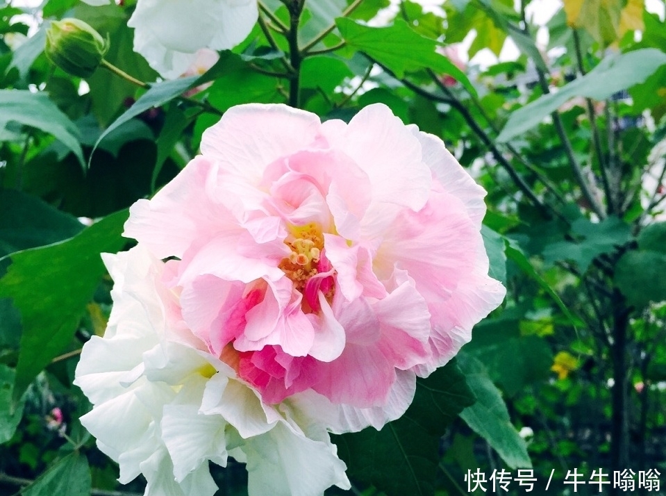 花朵|农村一种美丽的花朵，城里卖15元一盆，插杆就能活，好看又好吃