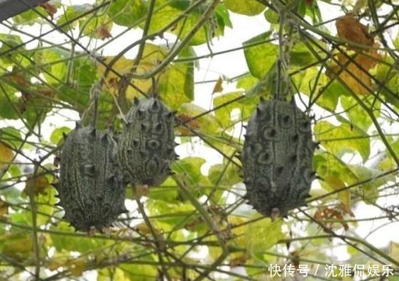 柠檬酶|女性想拒绝成为黄脸婆,要多吃三种食物,帮助消化,值得一试
