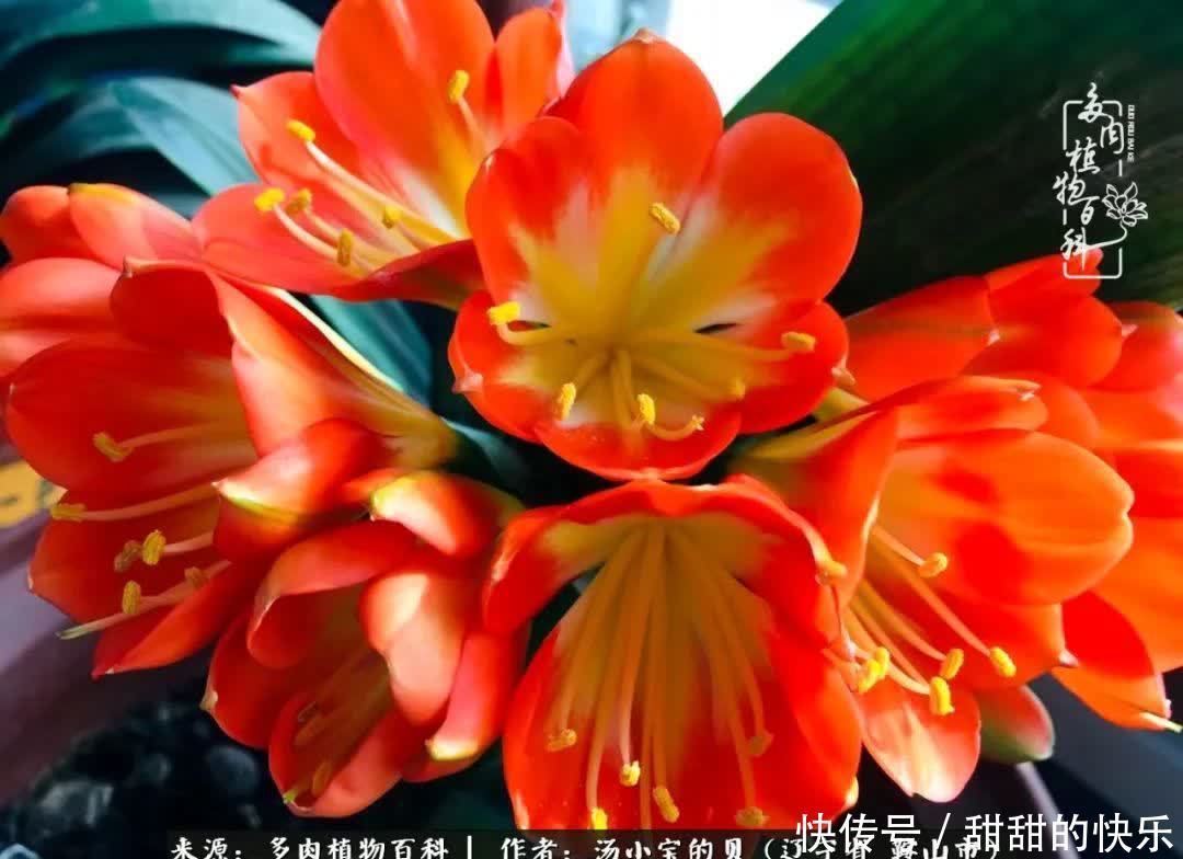 蚧壳虫|远嫁他乡,多肉是我孤寂时最美的陪伴!