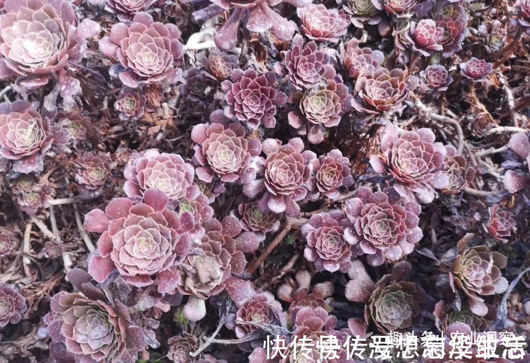 农村80后姑娘舍弃万元月薪,回老家大棚种这东西,没想到还很赚钱