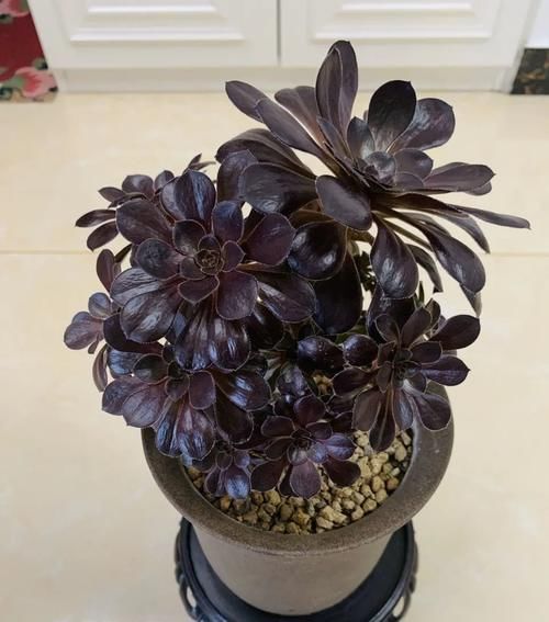 有光泽|秋天,这3种花一定要勤施肥,叶片更多更厚实,好看又有光泽