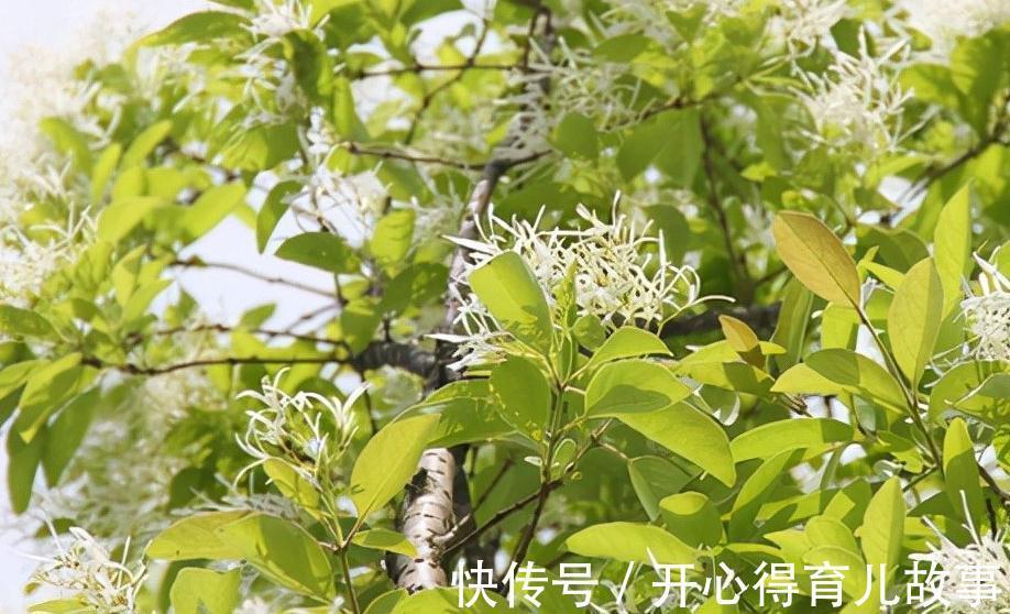 名字好听的15种花,你见过几个