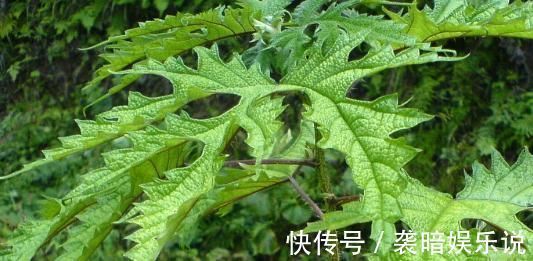 此物|在农村此物亦草亦花,可解蝎子毒马蜂毒,可治中暑消肿止痛!