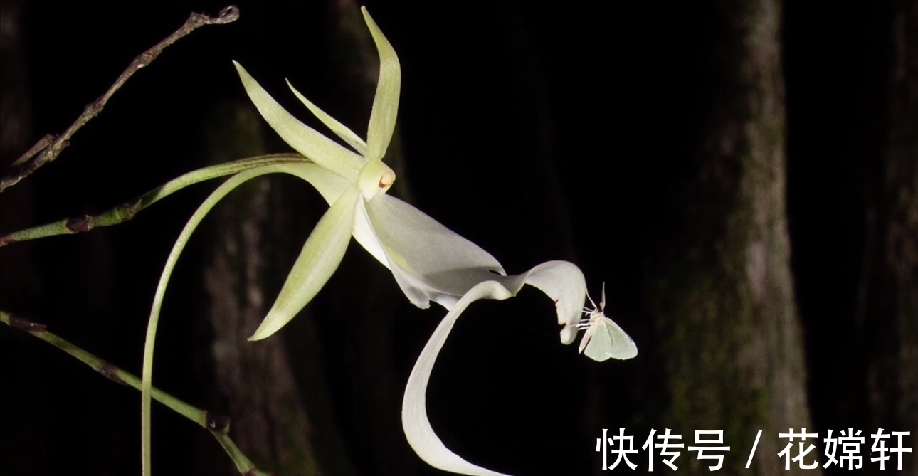 鬼兰|世界上最贵的花朵，一朵价值1500万，知道这是什么花吗？