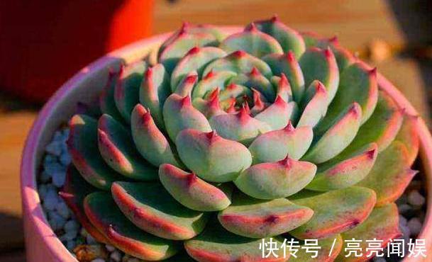 喜欢多肉又不会养，记住4步，叶片又肥又漂亮，轻轻松松挤爆盆