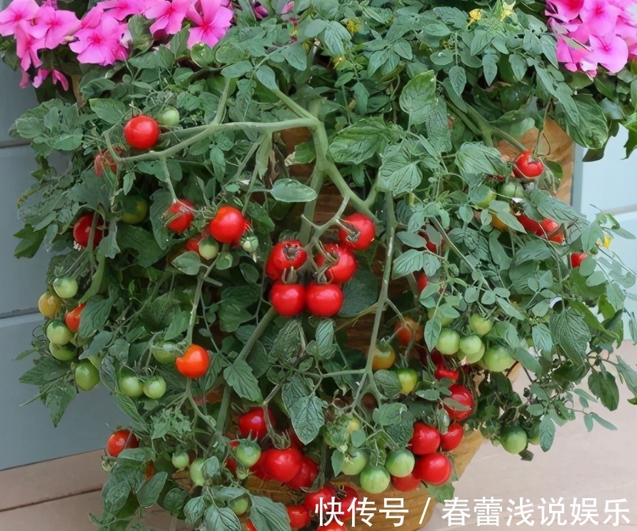 想在阳台盆栽西红柿,这些“窍门”要知道,自己种的口感更好