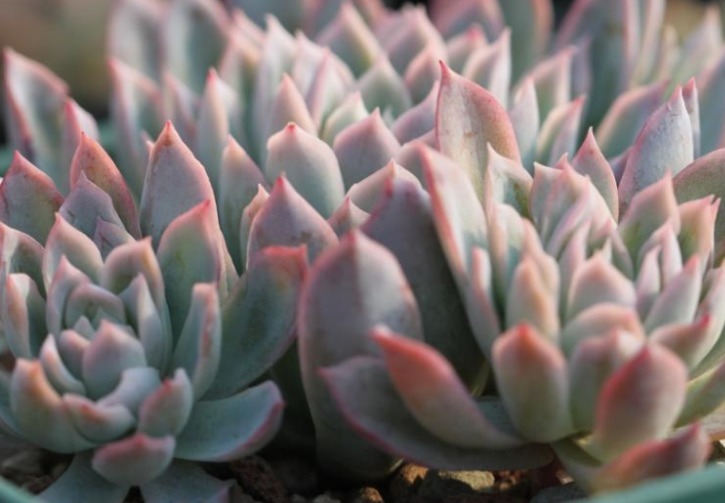 多肉紫罗兰女王如何养教你3个妙招，养出梦幻般的紫罗兰女王