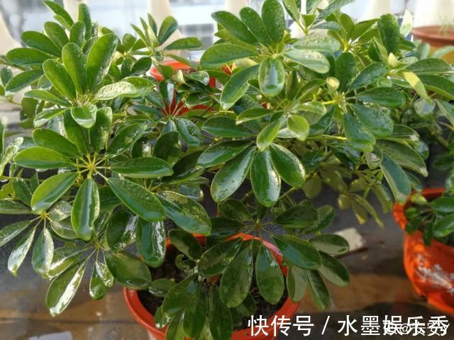 6种杀菌花,杀菌去异味,家里空气更干净!