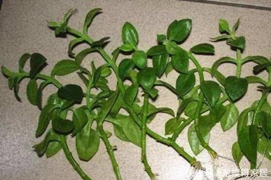 漂亮|6种漂亮花,夏天快扦插,越热越生根,30天就开花,适合急性子养