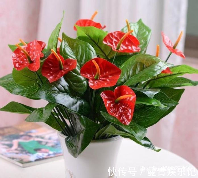 藤本樱霞|这些植物,越浇水越好,非常喜水,浇水就能活,浇水就能爆盆