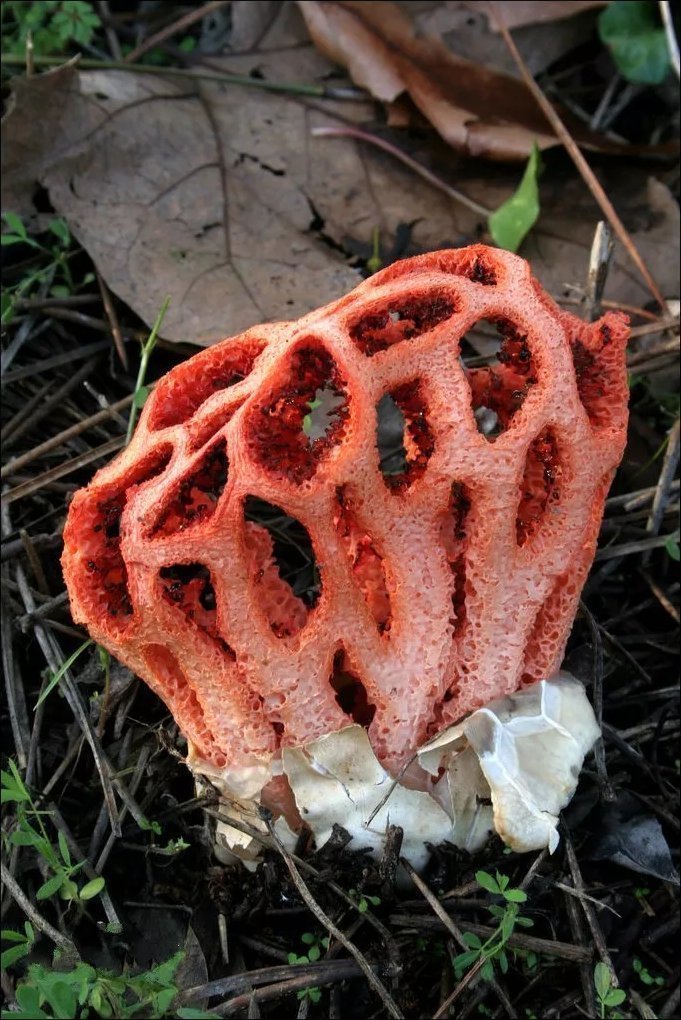 蓝眼菊|乡下拍到的照片,99的人没见过尤其是第7张绝了