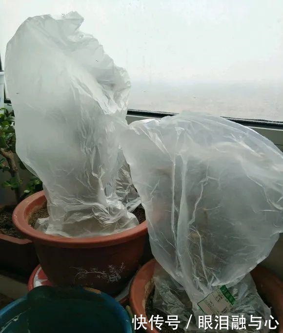 寒潮来了,害怕花受冻,赶紧这么做!寒潮来了,害怕花受冻,赶紧这么做!