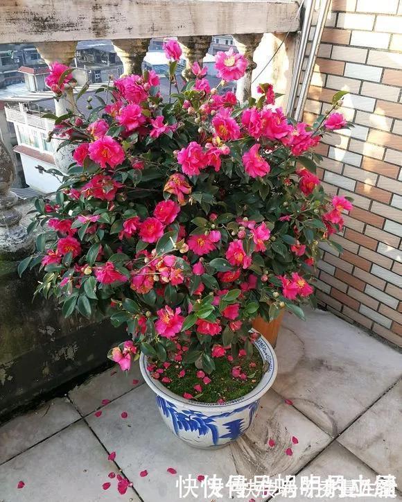 花中娇客|中国传统名花“花中娇客”,30种茶花一开,美了十里八乡