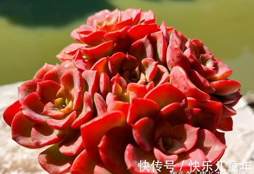 栽种多肉先放土还是“肉”?貌似很简单的问题,但却有很多小技巧