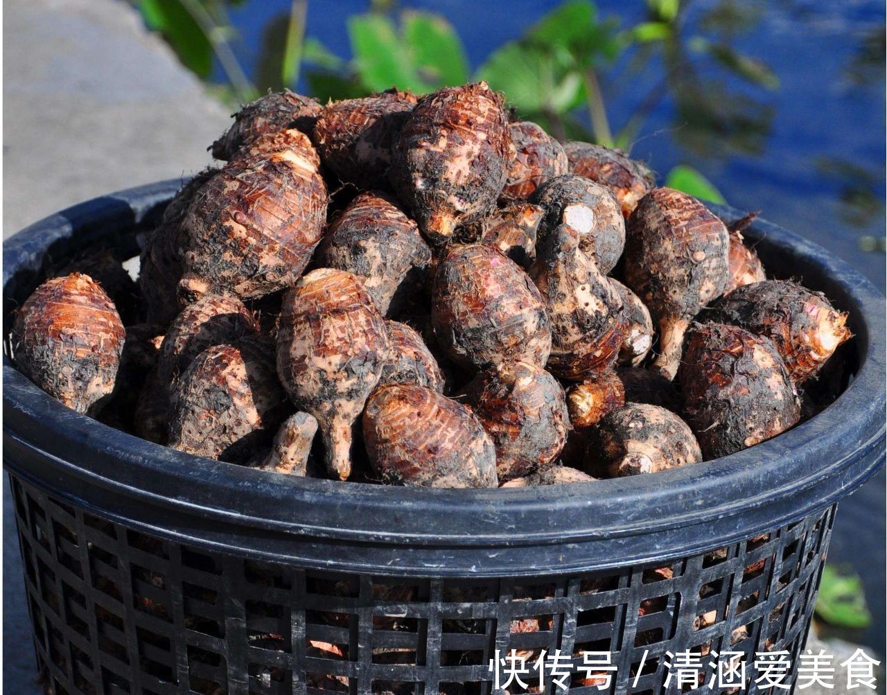 毛芋头|小小芋头,却是治百病的良药,3个药效强大,你或许也需要