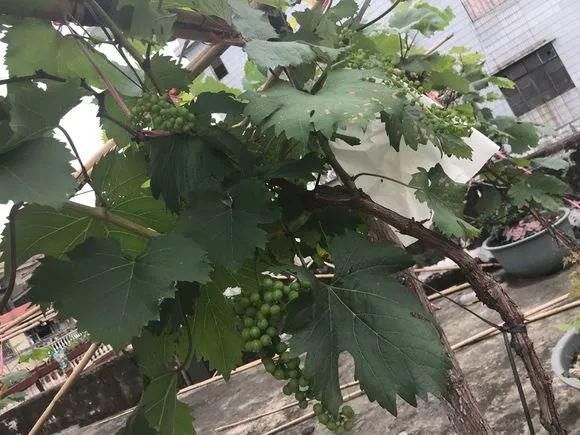 葡萄无花果插在塑料瓶里，2周生根，成活率高，1株变10株！