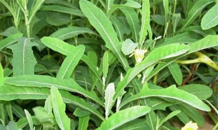 贫血|它又苦又臭,却被当成宝,能清热解毒,还能防治贫血